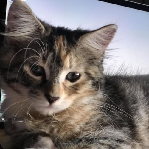 Toshi