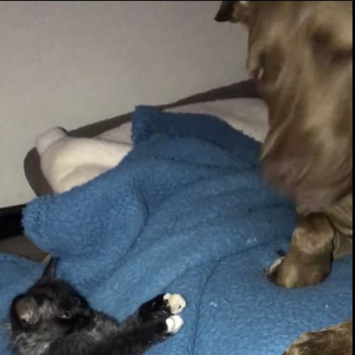 Oreo  - Domestic Short Hair Cat