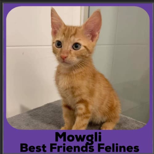 Mowgli 