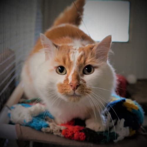 Garfield