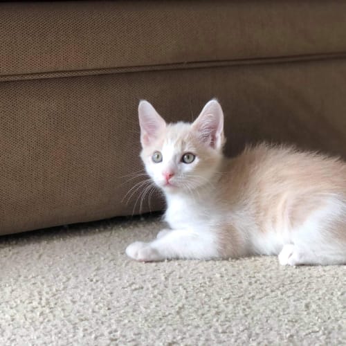 Finn 😻
