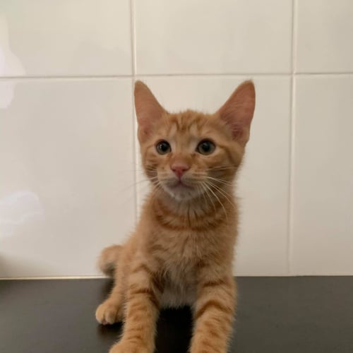 Milo