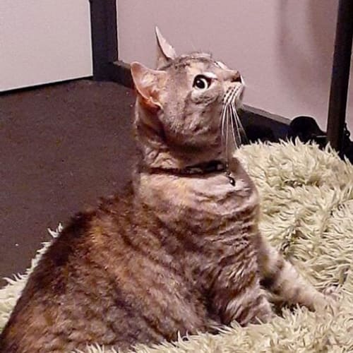 Luxurious Luna Silver