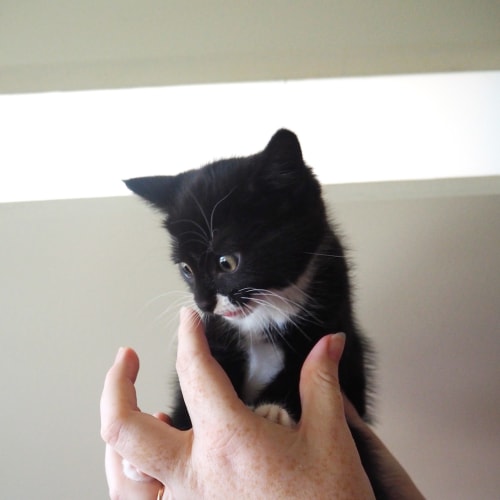 Cecil & Cyrus ~ 9wo Kitten Duo (on trial 16/1/21)