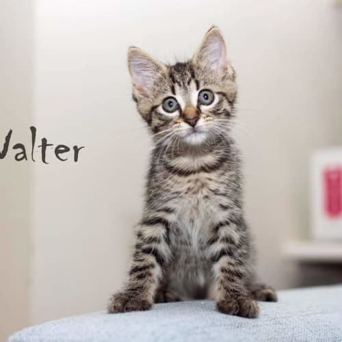 Walter