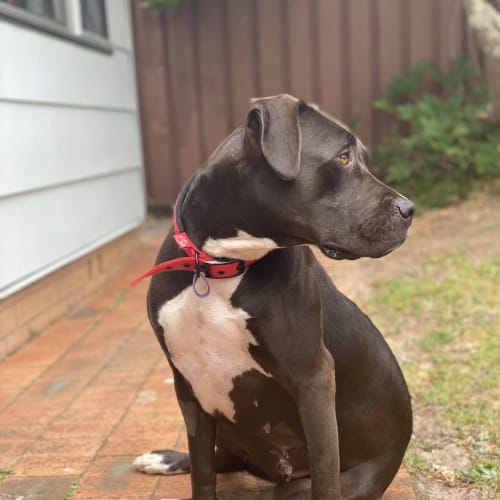 Bindi