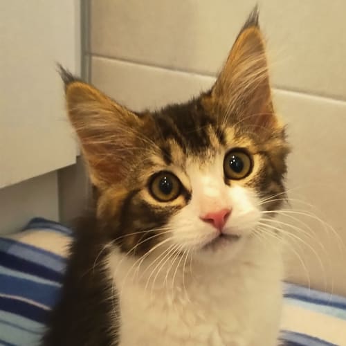 Sia - Located in Reservoir