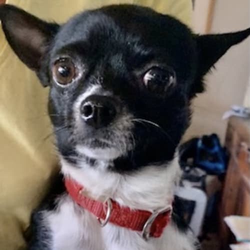 Gus 