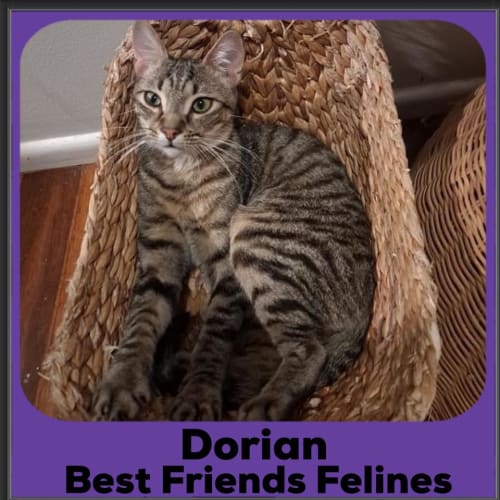 Dorian 