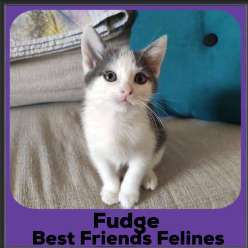 Fudge 