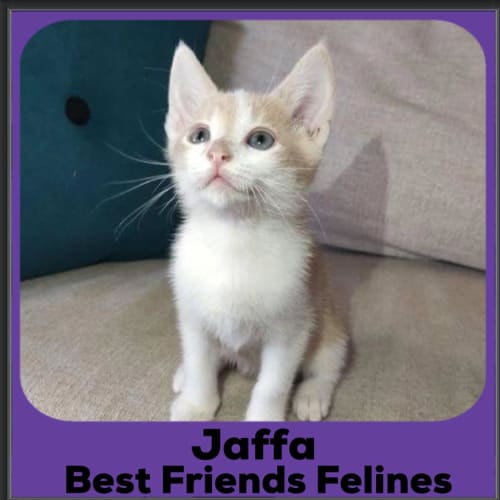 Jaffa 