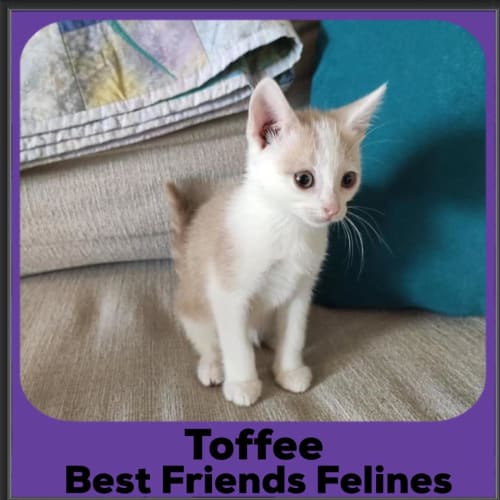 Toffee 