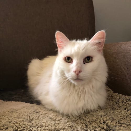 Motzart ~ Senior Persian ~ Not rehomed