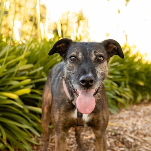 Koda