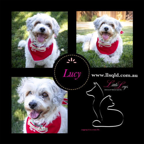 Lucy