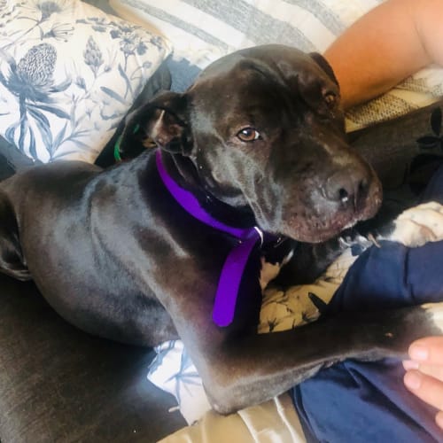 Be The Change Animal Shelter Petrescue