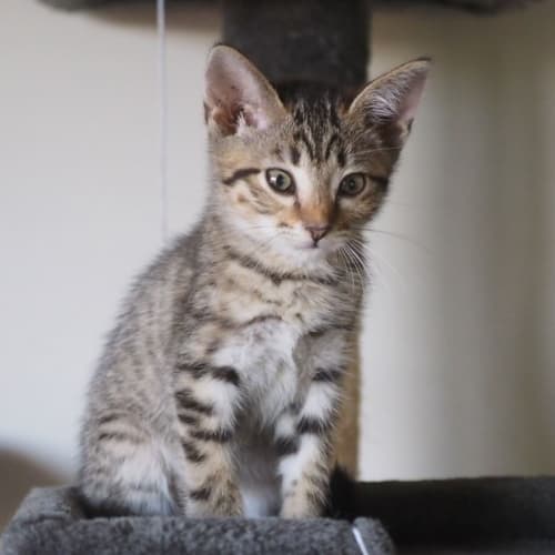 Ella