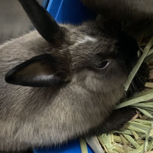 Poliwag