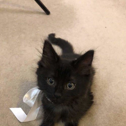 Heihei