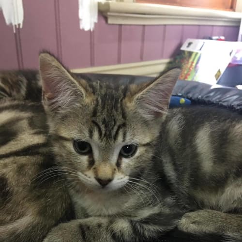 Basil