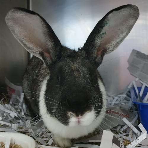 Mopsy