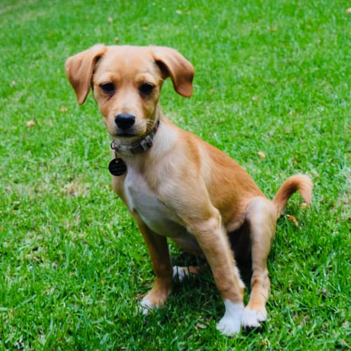 Nala