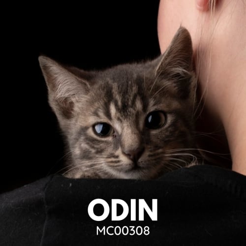 Odin