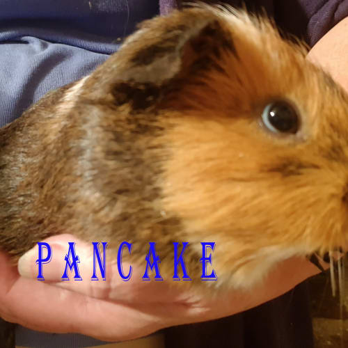 Pancake