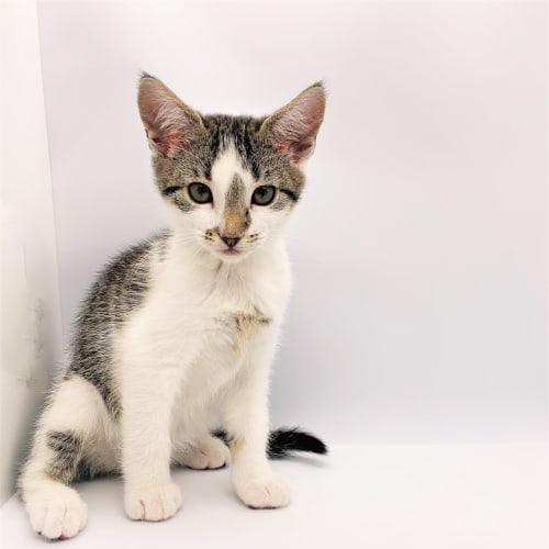 Camila - Located in Northcote
