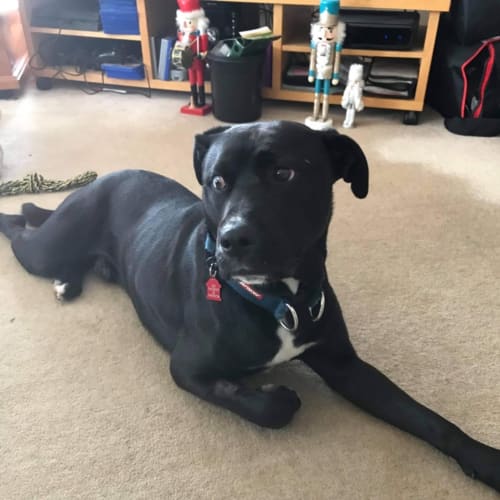 Koda