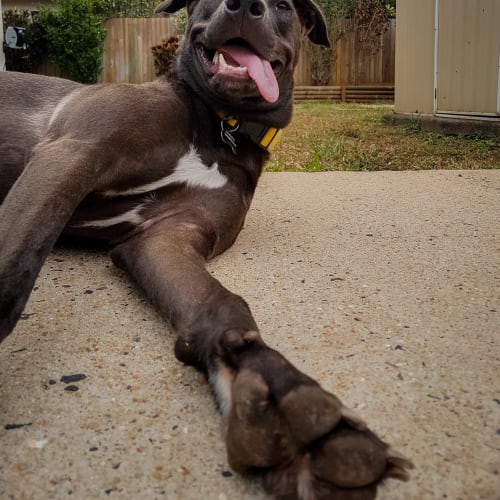 Pepper