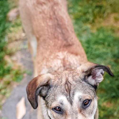 Harper ~ 9 m/o Kelpie x (On Trial 30/12/20)