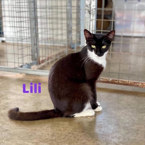 Lili