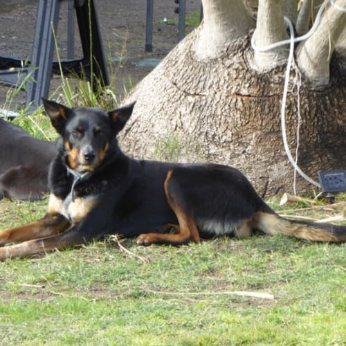 Buddy Girl ~ 9yr Old Kelpie (On Trial 8/2/21)