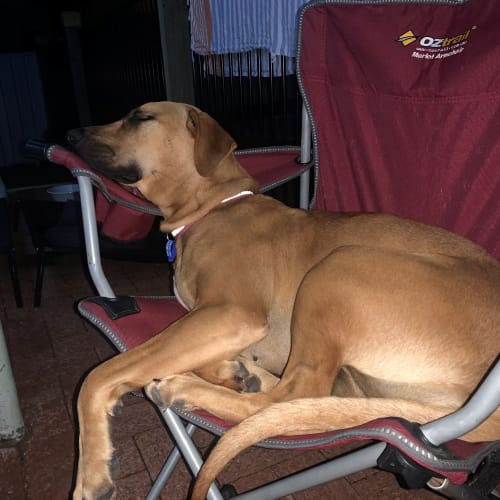 Doris ~ 1yr Old Ridgeback X (On Trial 22/01/2021)