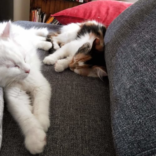 Yuki and Callisto ❤❤