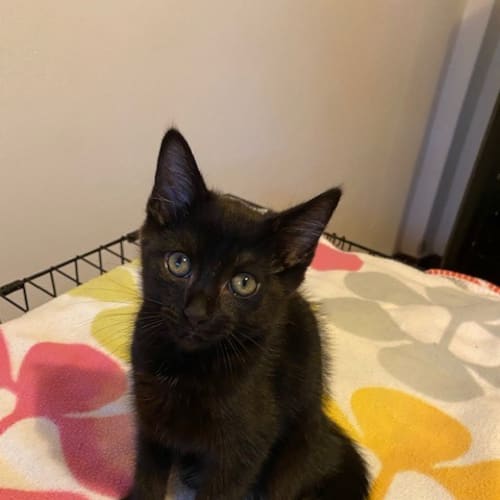 Sylvester