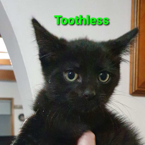Toothless