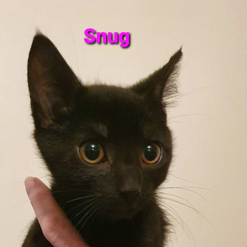 Snug