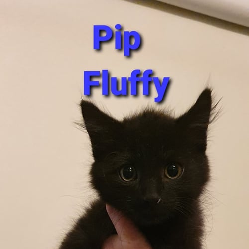 Pip