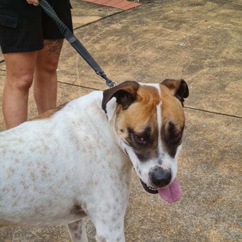 Frank ~ 5yr Old Bull Arab X(On trial 23/4/21)