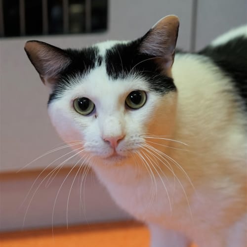 Churo - Domestic Short Hair Cat