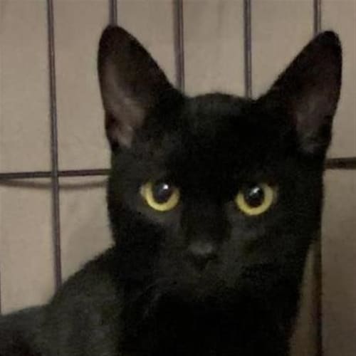 Kimani - Domestic Short Hair Cat