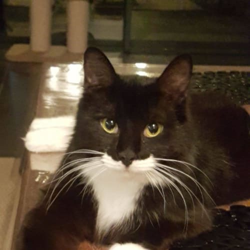 3547 - Sylvester - Domestic Short Hair Cat