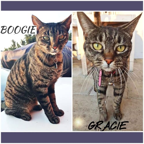 4586/4587 - Boogie & Gracie - Domestic Short Hair Cat