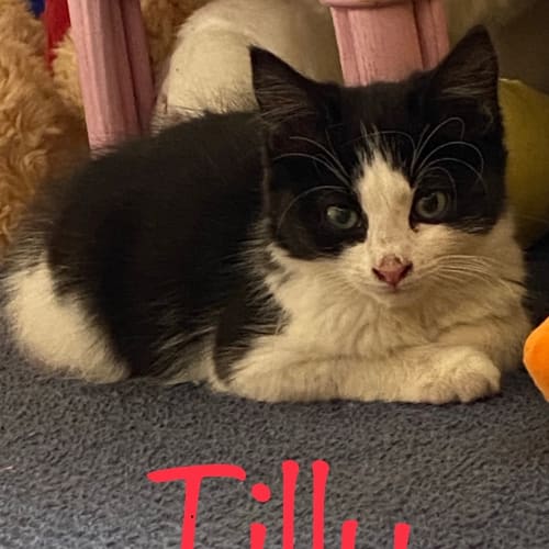 Tilly 