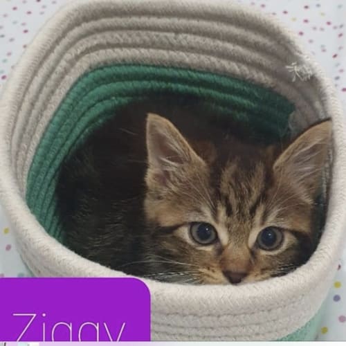 Ziggy 