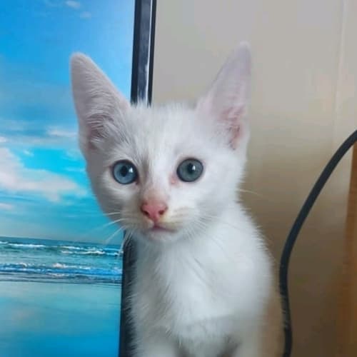 No photo for Marshmellow 