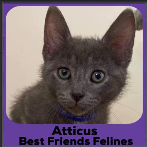 Atticus 