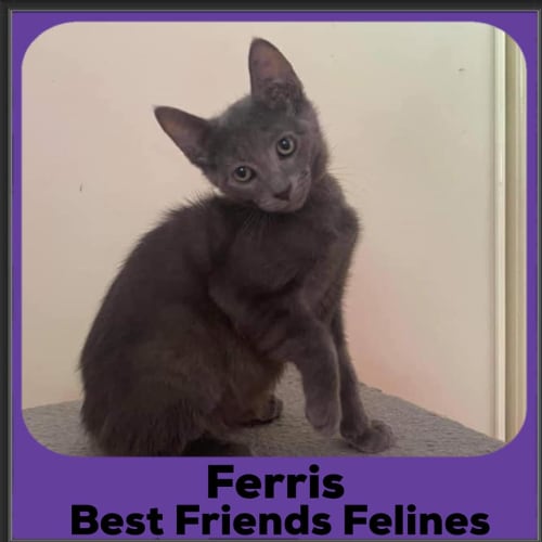 Ferris 